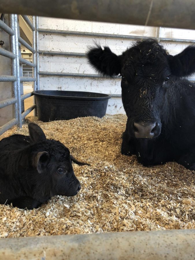 The+Ag+barn+welcomed+Cowboy+in+early+January.+The+calf+was+the+first+barn+baby+born+at+the+facility.+Cowboy+and+his+mother+is+a+project+of+senior+Cali+Carpenter.
