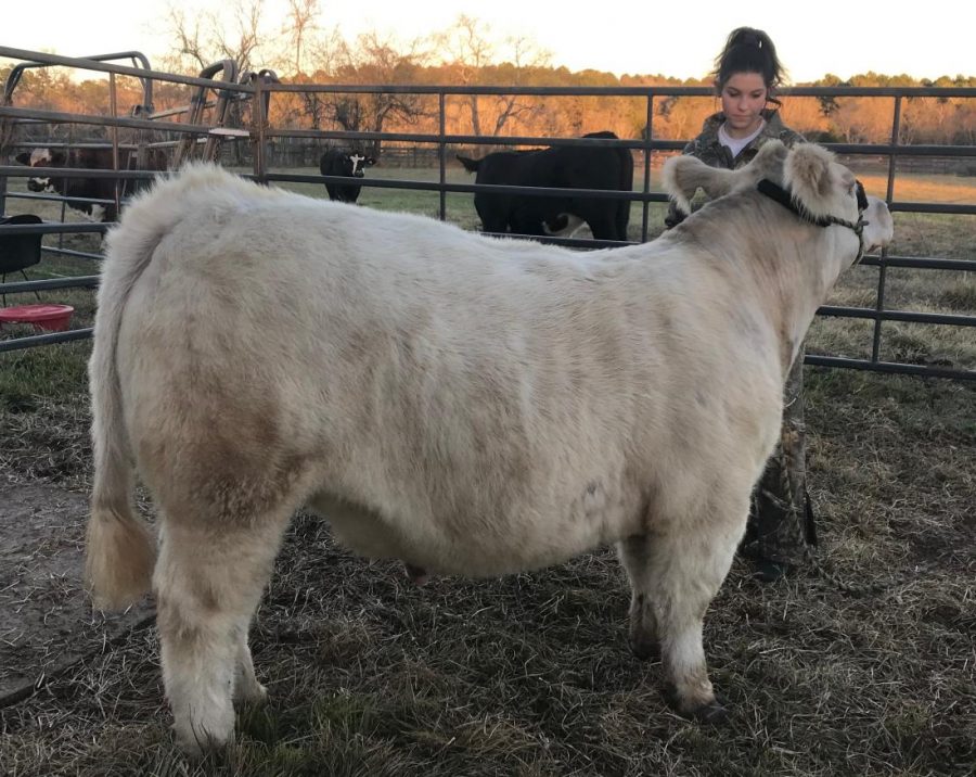 Working with her steer, senior Grace Hoegemeyer spends time preparing for the show at the Houston Livestock Show. She and thousands of other FFA and 4-H members cannot show their projects due to the closure of the event. 