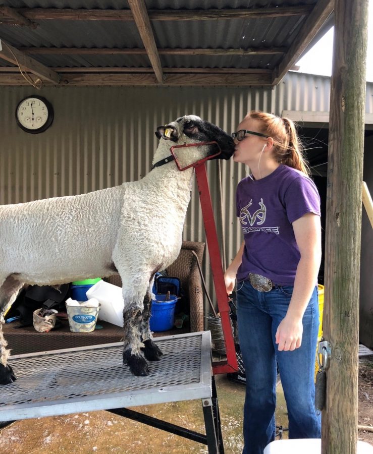 After months of preparation, junior Danae Lesner will not be able to show her lamb at MCF. 