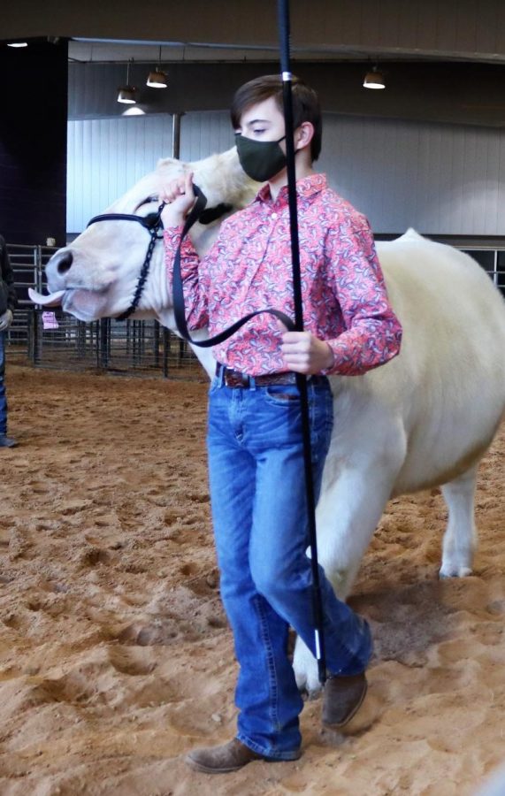 BUCKLE+WINNER.+WIth+his+Reserve+Champion+Steer%2C+freshman+Briley+Tucker+makes+his+way+around+the+ring.+The+buckle+for+winning+Reserve+Champion+was+donated+by+Gragson+Farms.++Community+Support+allowed+