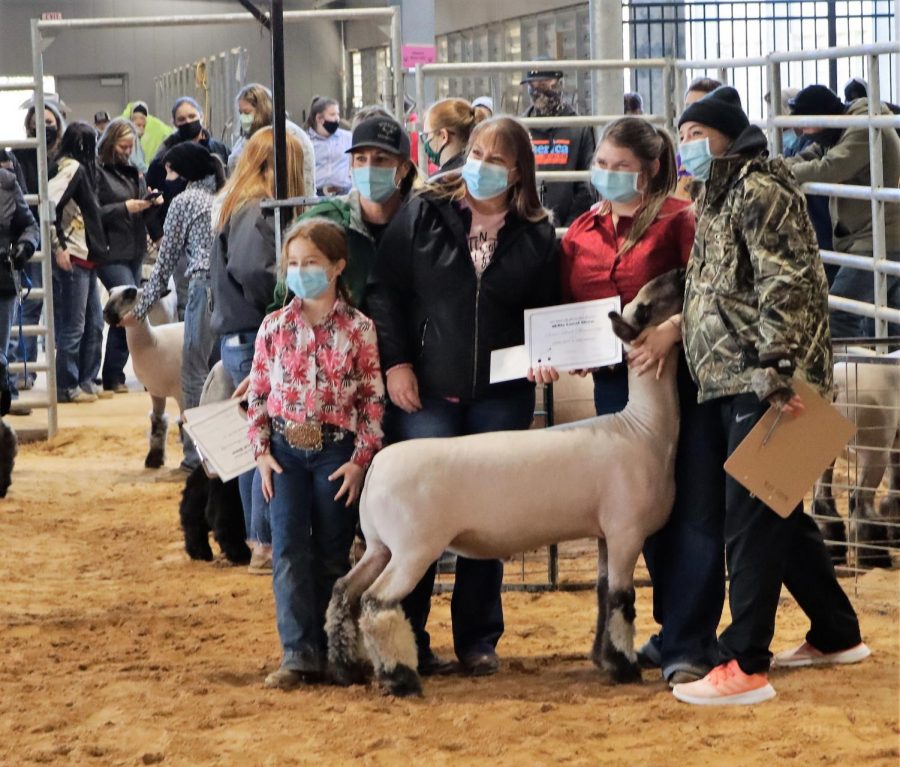 Local livestock show prepares 4H, FFA students for ‘bigger shows