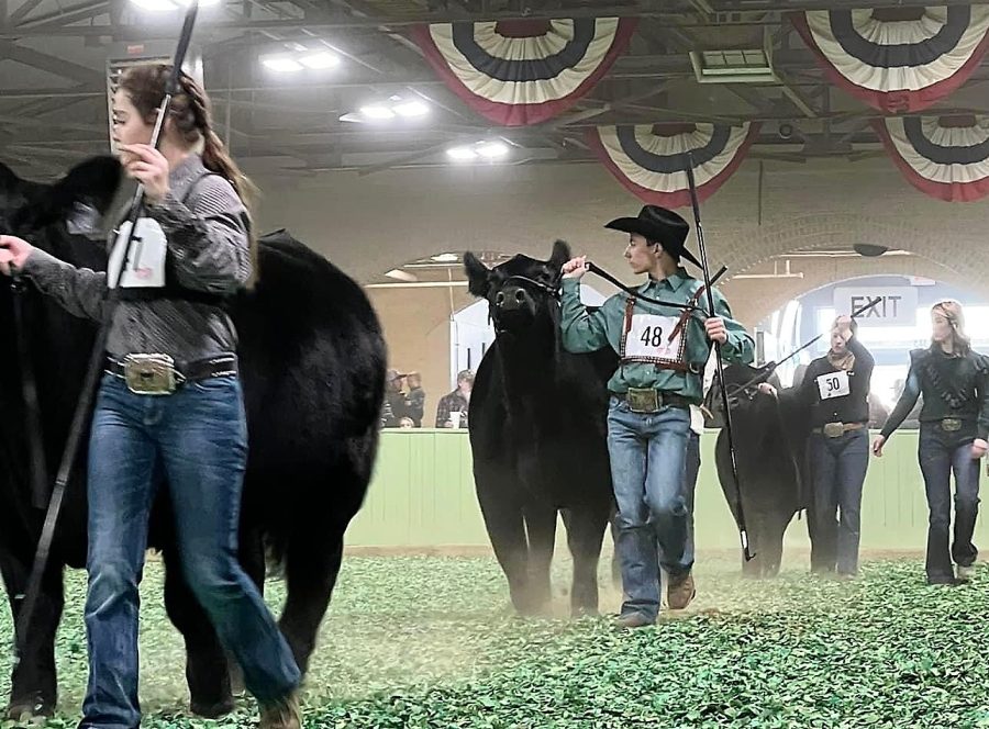 THE GREEN RING. At Ft. Worth, junior Briley Tucker shows Miss Willow. He came home with a 4th place finish.