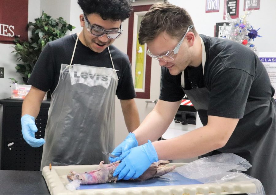 LEARNING BY DOING. Exploring the anatomy of a mink, seniors Javier Banda and Logan Hoover work on their dissection. The class has used the specimens throughout the year in Heather Lebows DC Anatomy and Physiology class. photo by John Gaspard.