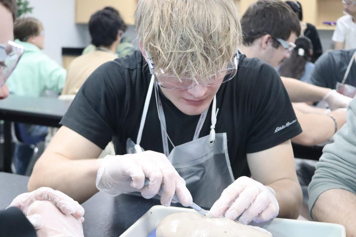 LEARNING BY DOING. In Mr. Mannings Anatomy class, senior Brandon Racus makes a cut in the pig kidney. The class worked in groups to discover the path of wastes and urine through the organ and better understand its function.