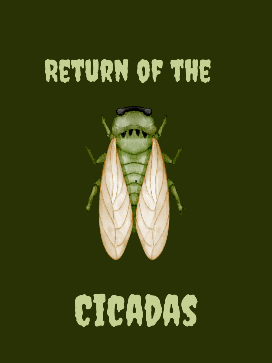 Cicada-geddon hits Texas with combined broods, zombie fungus