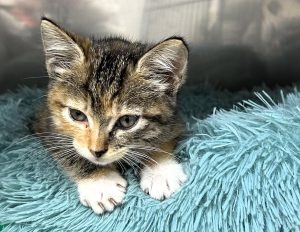 KITTIE CUTENESS OVERLOAD. Setting in to her new home, Piper shows off her white socks. 