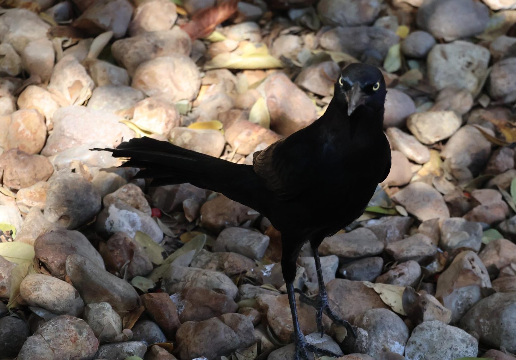 Crow Attitude