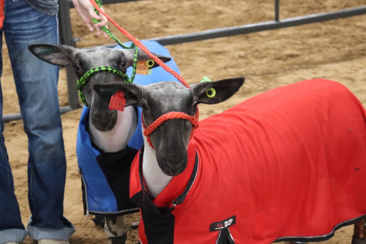 KEEPING WARM. Two lambs ready for show battle the cooler weather with a coat to  help regulate their body temperature by providing warmth and keeping them dry. 