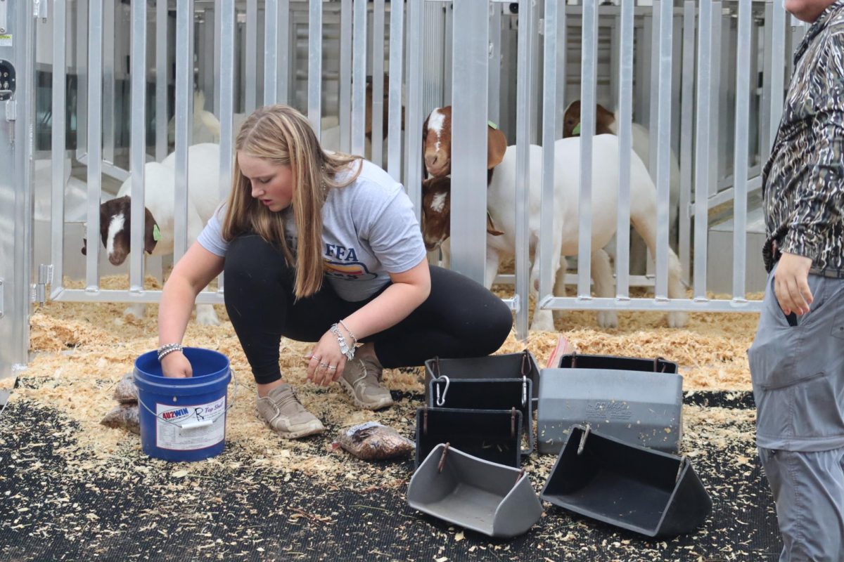 WHATCHADOIN? A competitor measures food for her project as curious goats look on. 