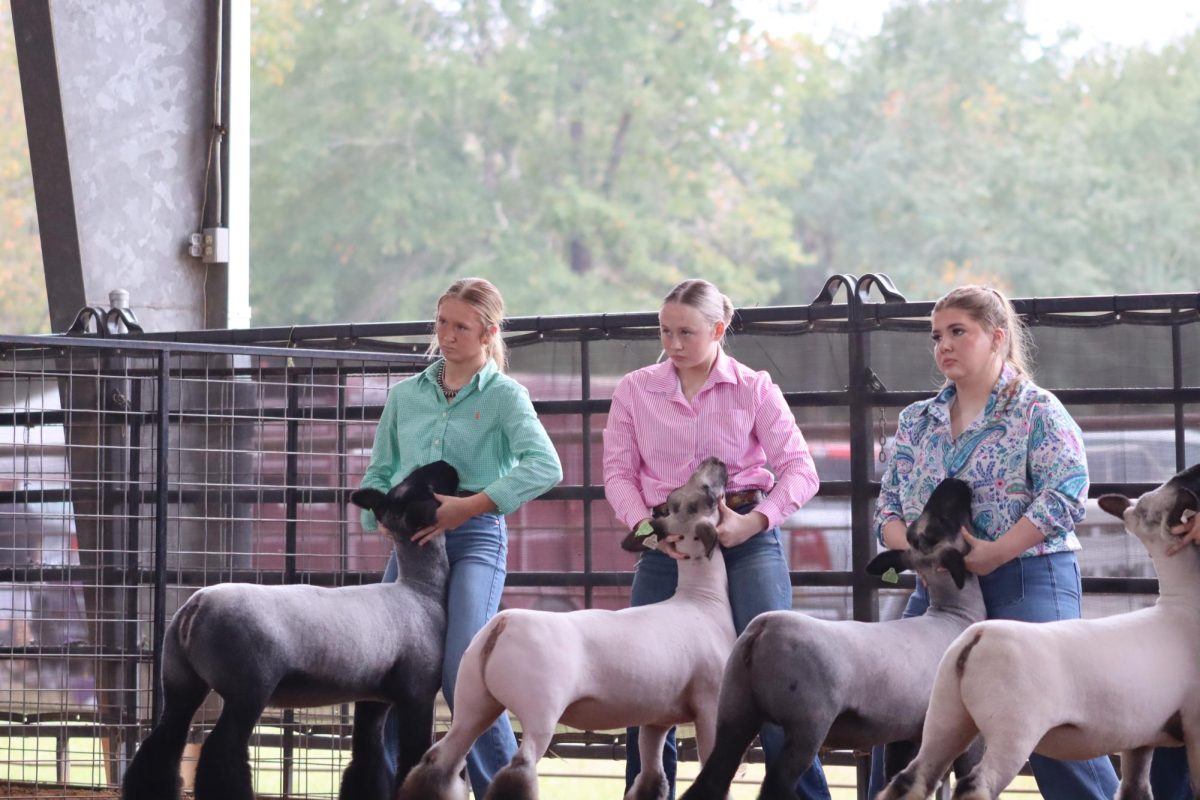 LINED UP. Members of local FFA and 4-H clubs came to the first annual Charles Traylor Memorial Prospect Show for a chance to win buckles and other prizes. 