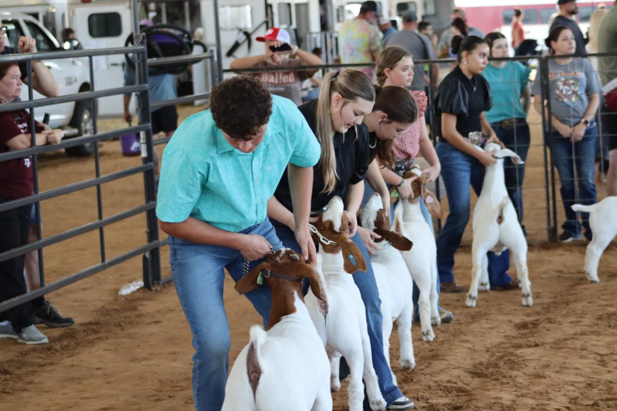 SHOWING OFF. Competitors line up their goats for a chance for the judge to see their animal. The show featured pigs, lambs and goats on Saturday and steers and heifers on Sunday.