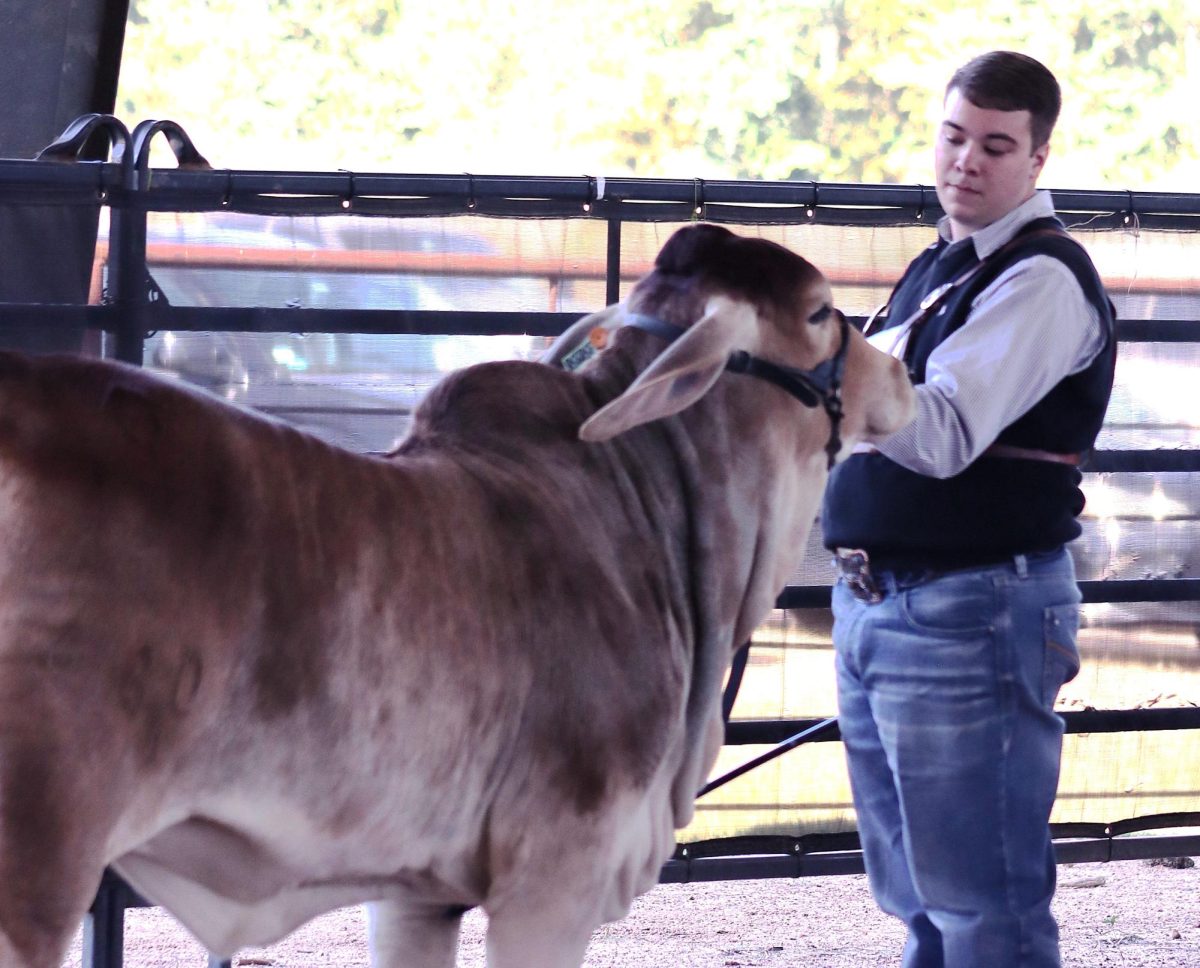 SENIOR SHOWMAN. In the ring with one of his projects, senior Levi Risner sets up for the judge. Risner won senior showmanship at the show.
