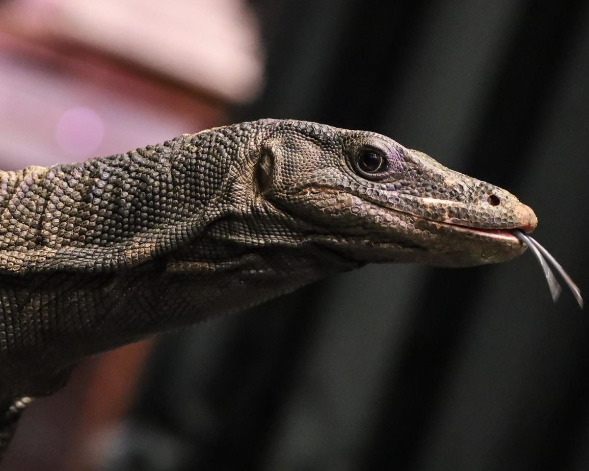 WILD ABOUT REPTILES. Toothless Asian Water Monitor makes his way around the stage of the PAC when The Learning Zoo visited the art classes. 